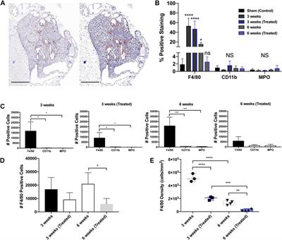 Spatial distribution of tumor-associated macrophages in an orthotopic prostate cancer mouse model